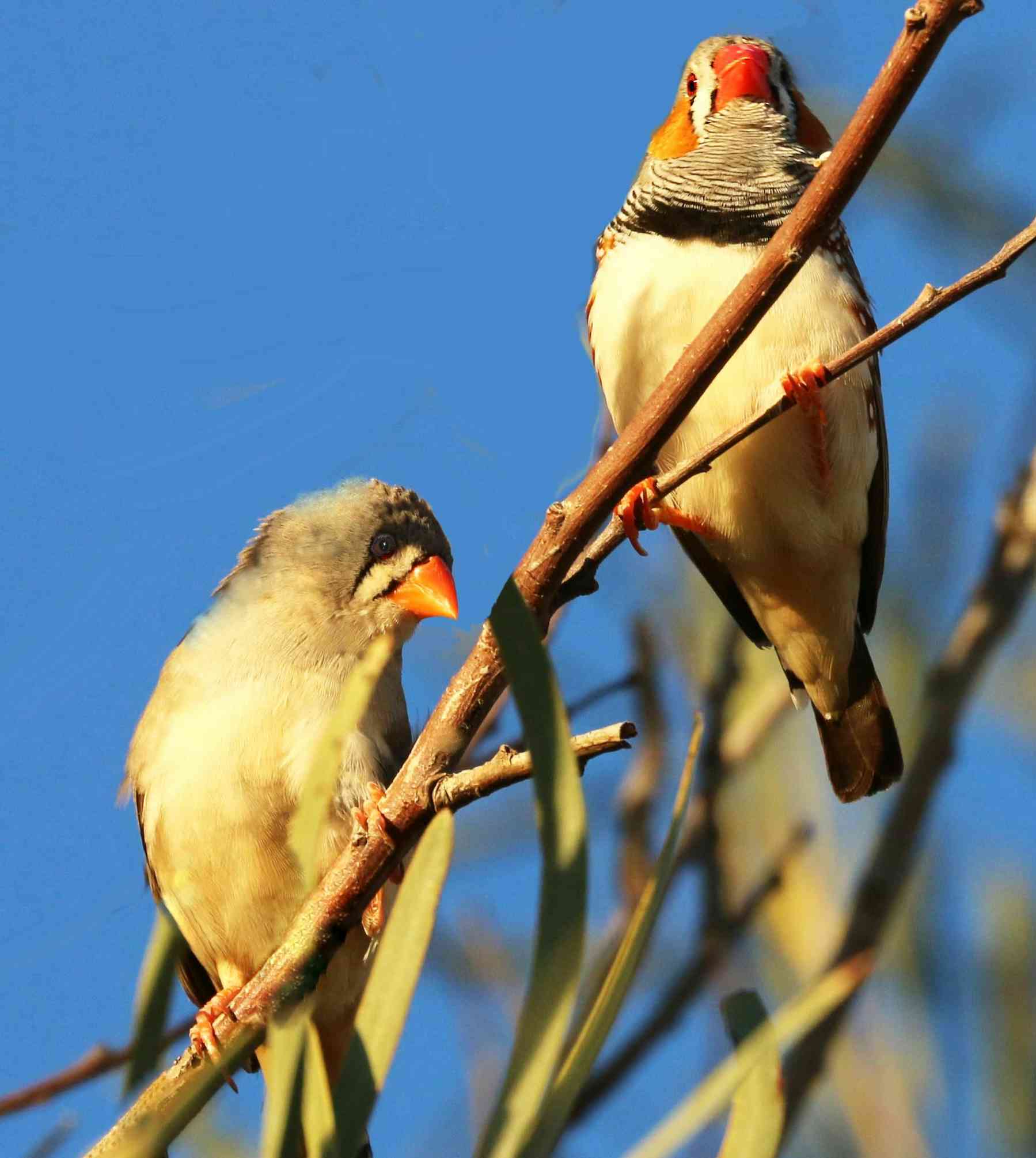 What Australian Birds Can Teach Us About Choosing A Partner And Making 