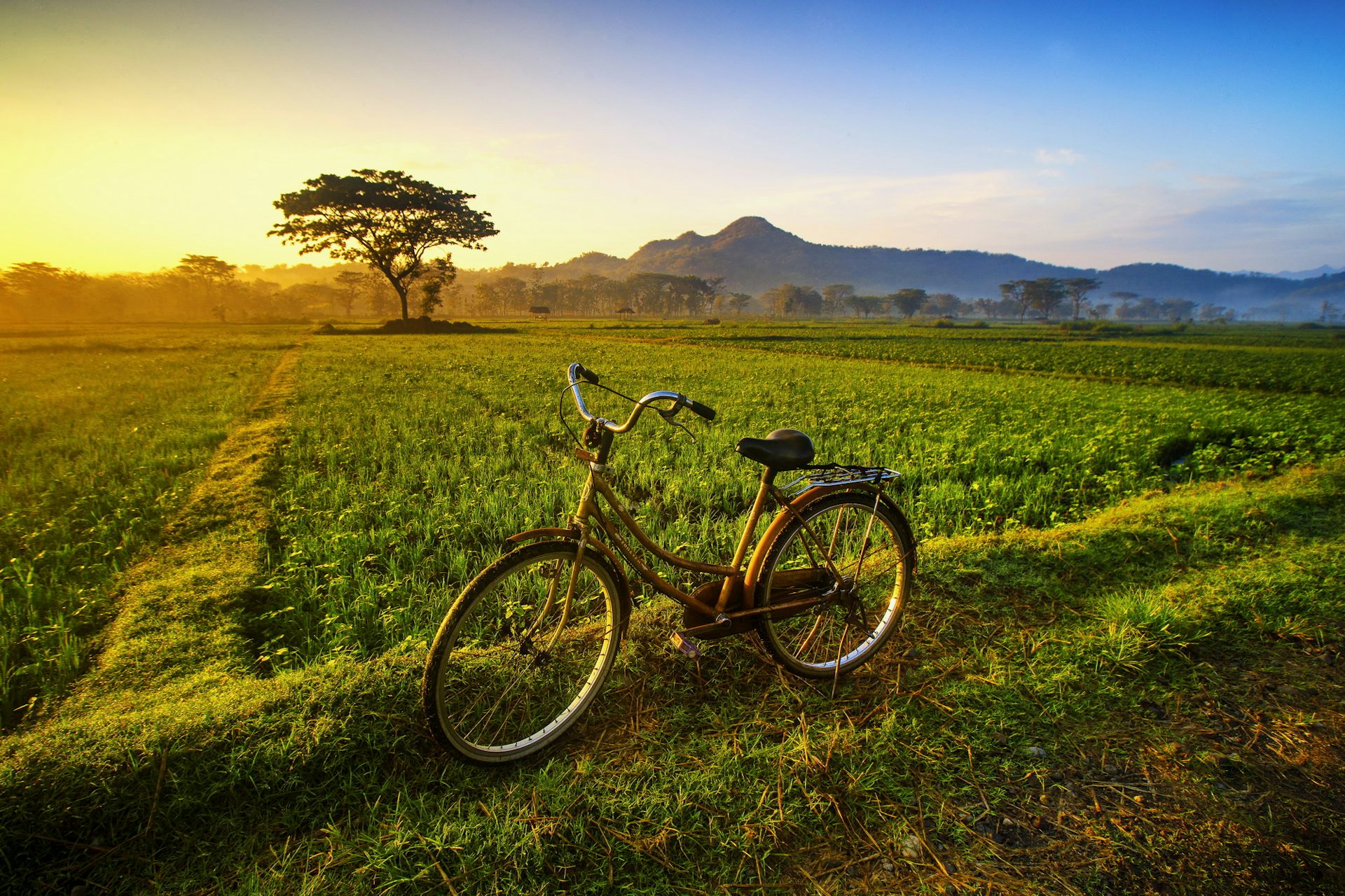 womens bike next day delivery