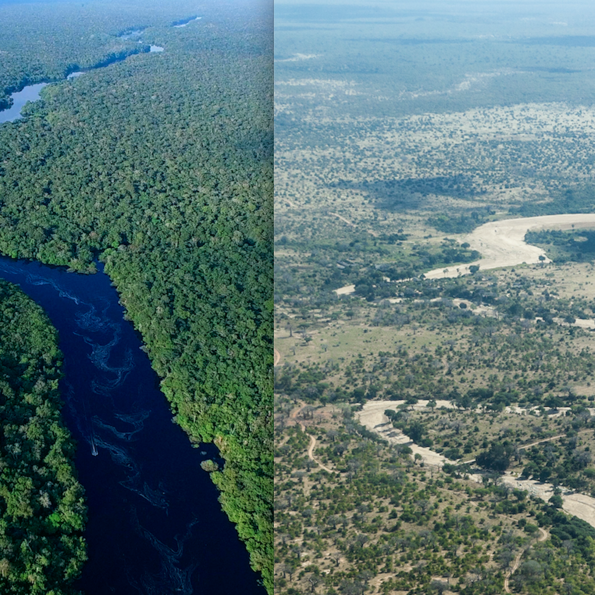 Huge Ecosystems Could Collapse In Less Than 50 Years New Study Huge Ecosystems Could Collapse In Less Than 50 Years New Study