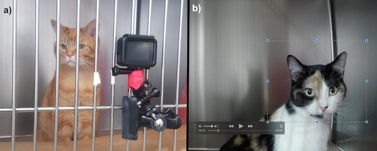 L Expression Faciale Des Chats En Dit Long Sur Leur Etat De Sante L Expression Faciale Des Chats En Dit Long Sur Leur Etat De Sante