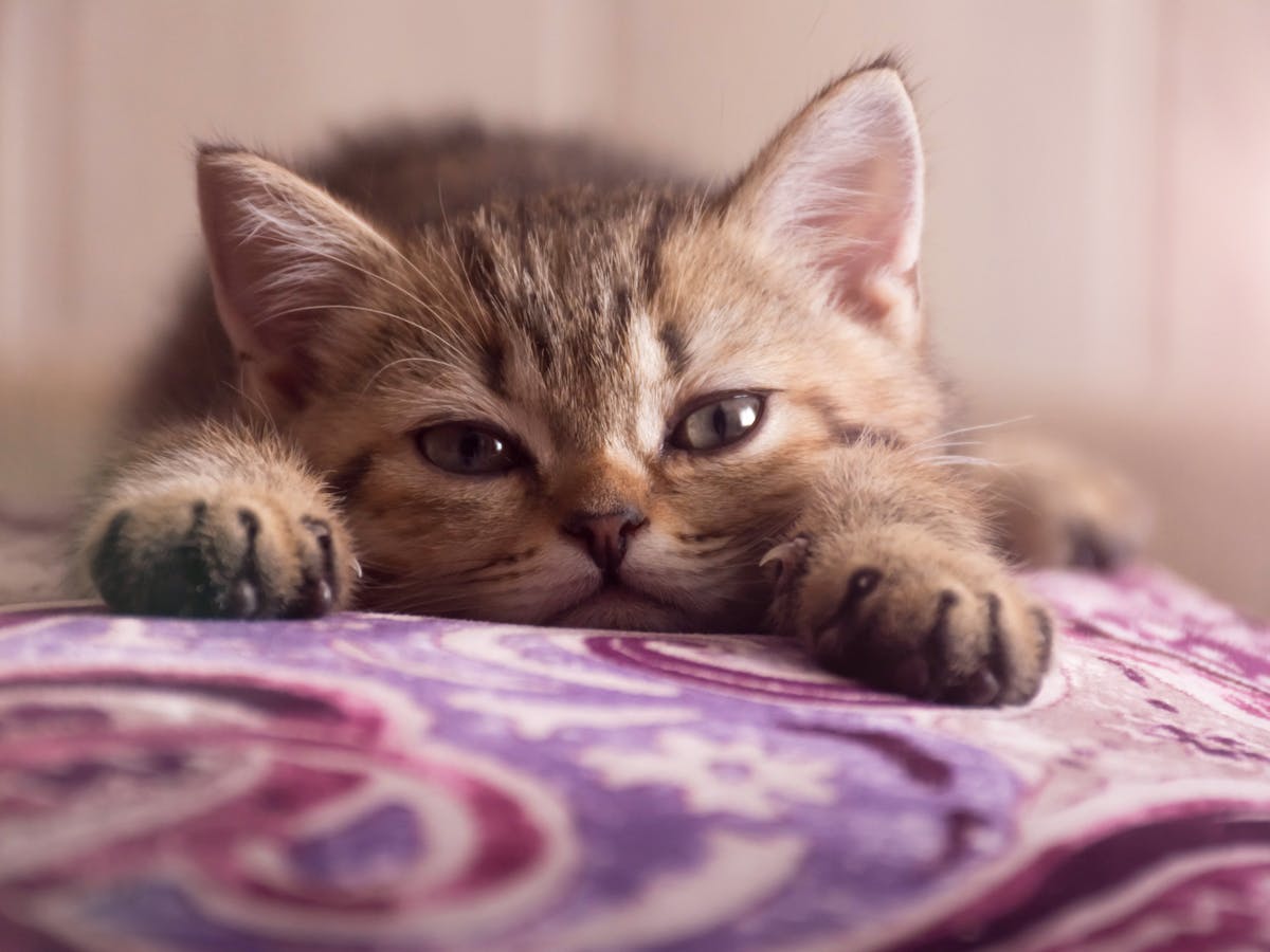 L Expression Faciale Des Chats En Dit Long Sur Leur Etat De Sante L Expression Faciale Des Chats En Dit Long Sur Leur Etat De Sante
