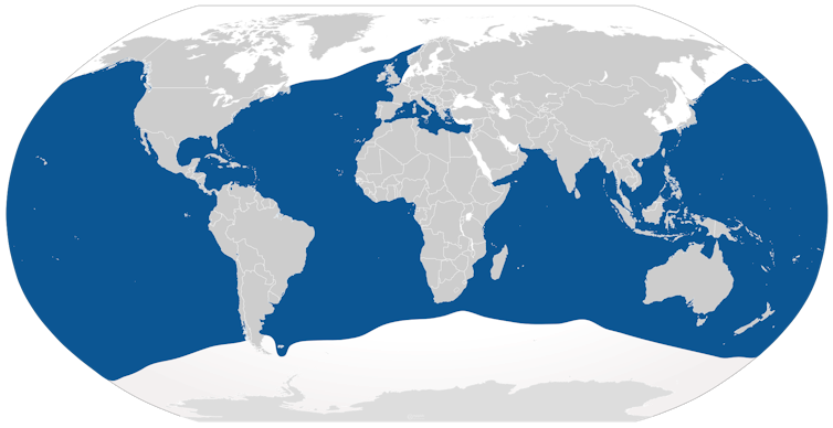 Tagging data show that blue sharks are true globalists
