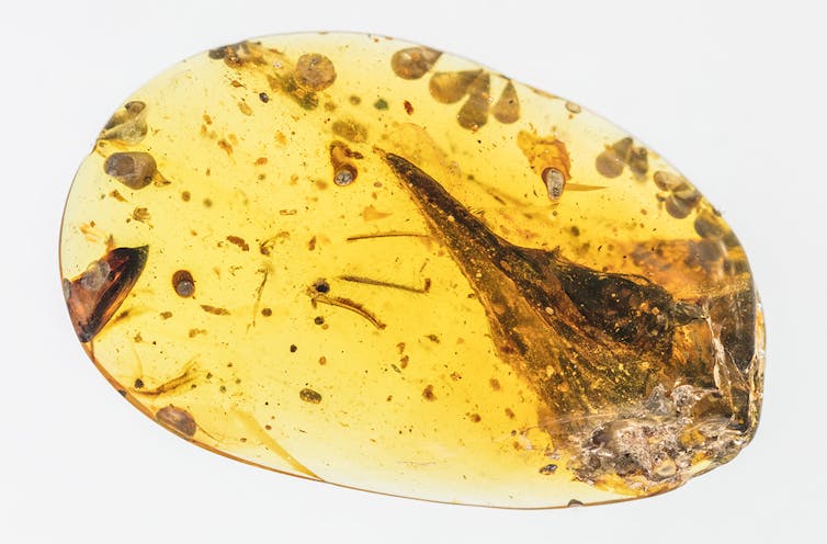 Ancient bird skull found in amber was tiny predator in the time of giant dinosaurs