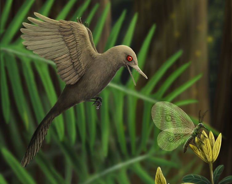 Ancient bird skull found in amber was tiny predator in the time of giant dinosaurs