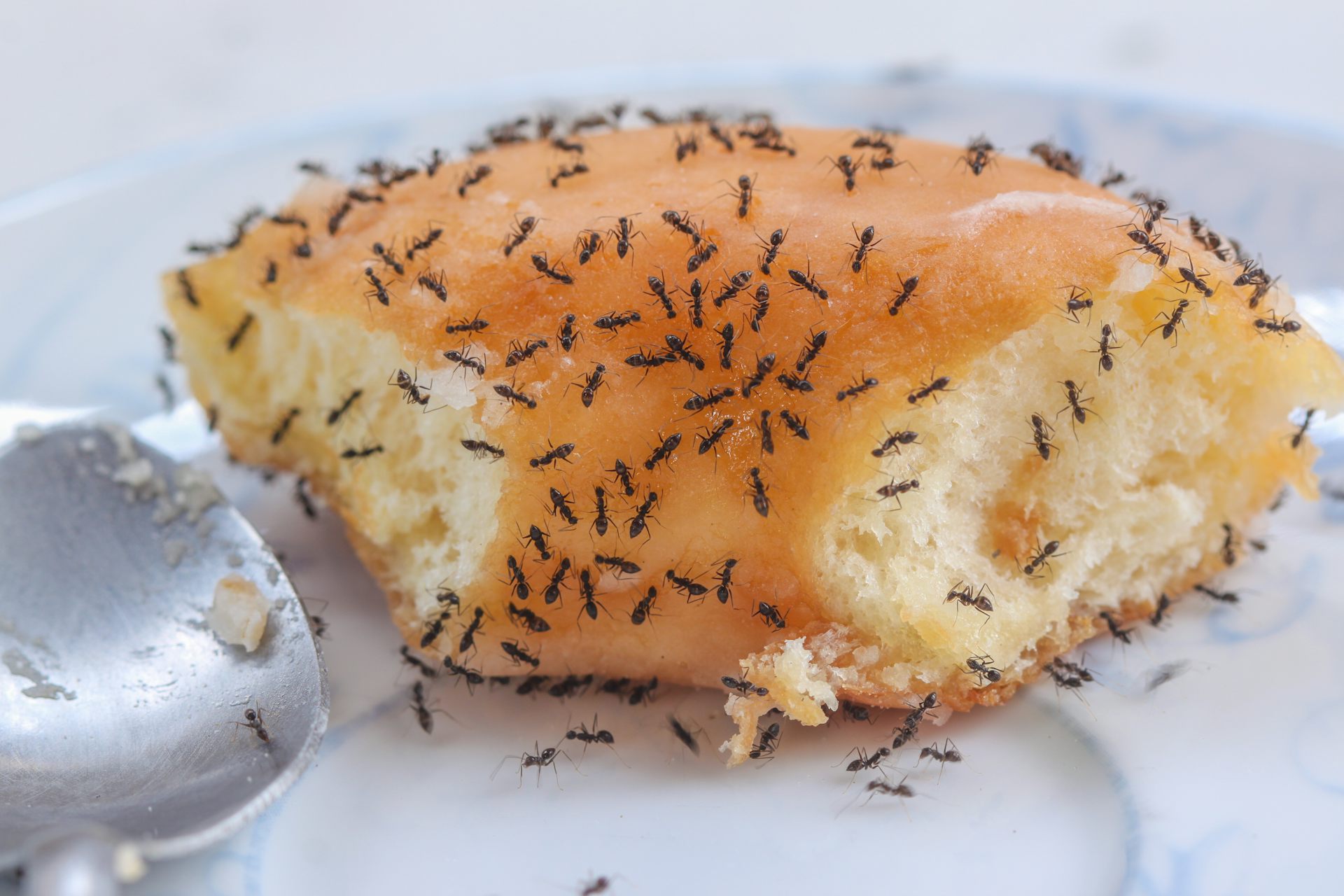 Why tiny ants have invaded your house and what to do about it