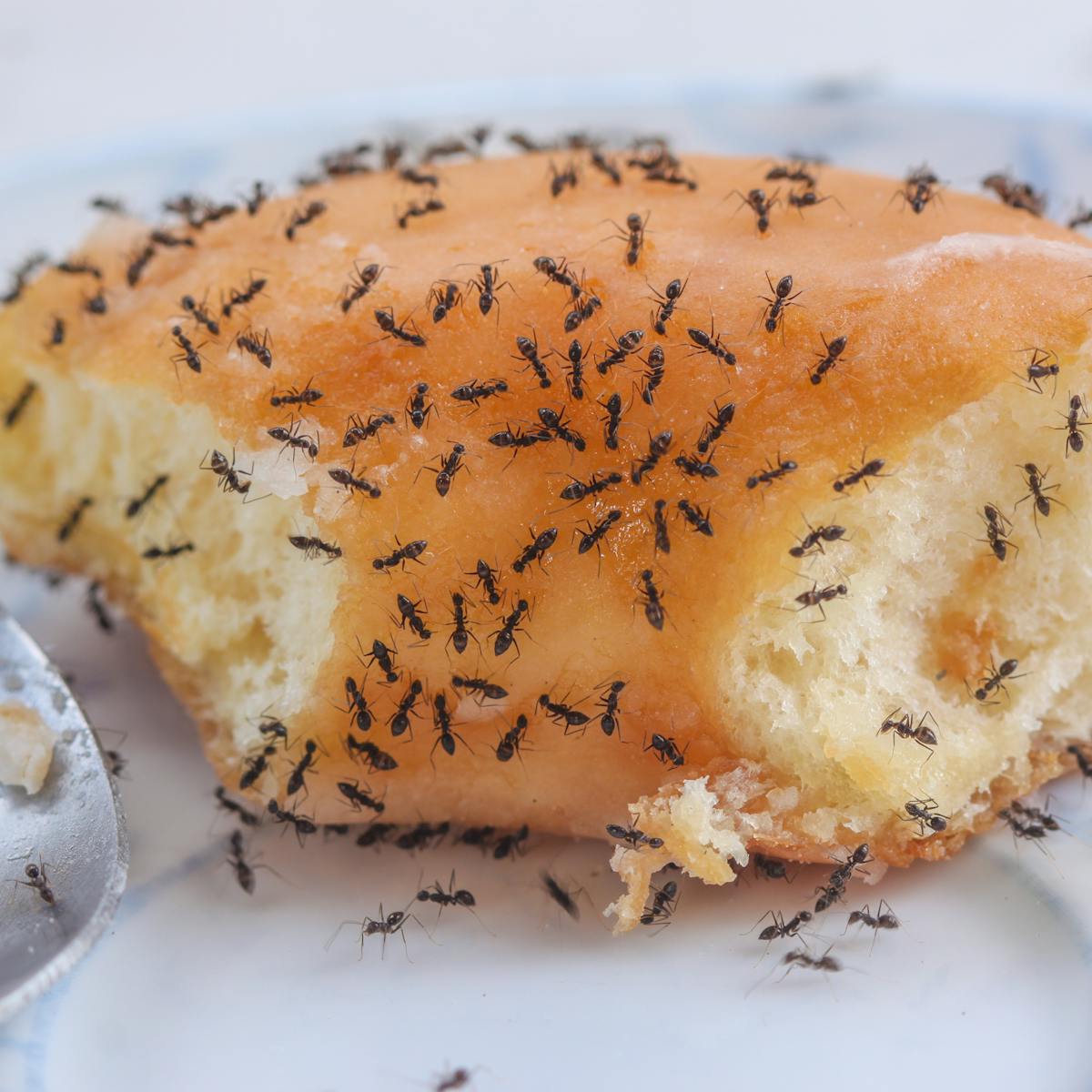 Why Tiny Ants Have Invaded Your House And What To Do About It