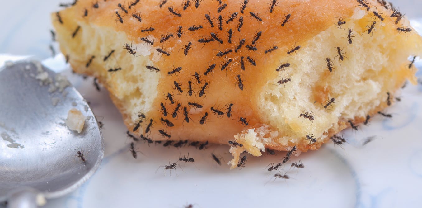 Why Tiny Ants Have Invaded Your House And What To Do About It