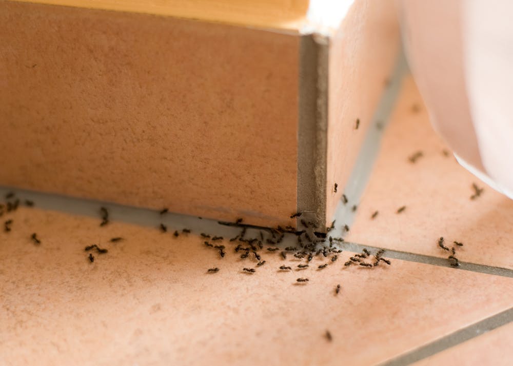 Controlling Ant Infestations In Your Huntington Beach House