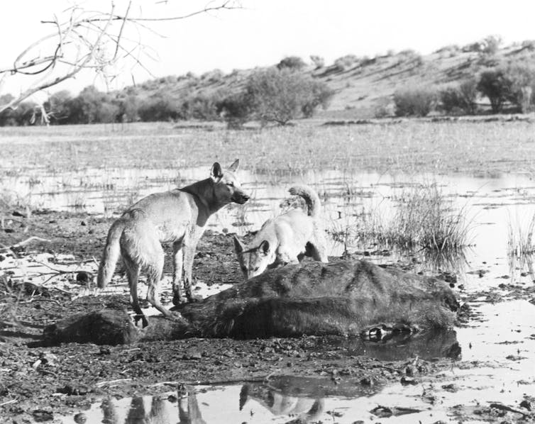 Air-dropping poisoned meat to kill bush predators hasn't worked in the past, and it's unlikely to help now