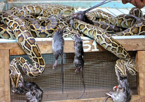 Snakes Make Good Food Banning Farms Won T Help The Fight Against