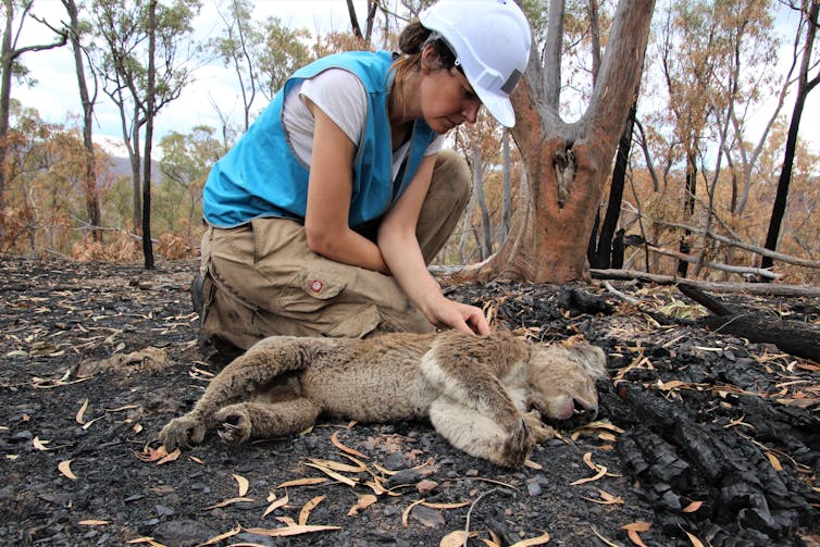 Scientists find burnt, starving koalas weeks after the bushfires