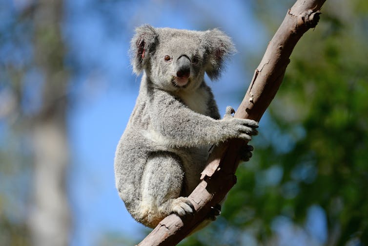 Scientists find burnt, starving koalas weeks after the bushfires