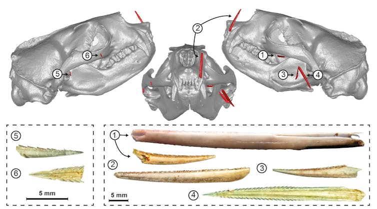 how fish use their spines to fend off hungry seals