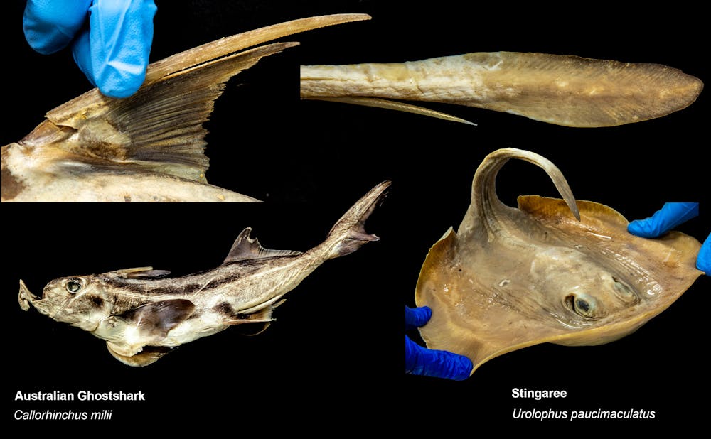 Dinner to die for: how fish use their spines to fend off hungry seals