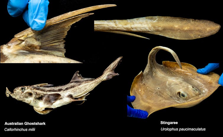 Four images of a ghostshark fin and blue-gloved fingers, the image of the whole specimen, then a barb and image of a stingaree specimen, similar to a stingray. All on black background with specimen names showing.