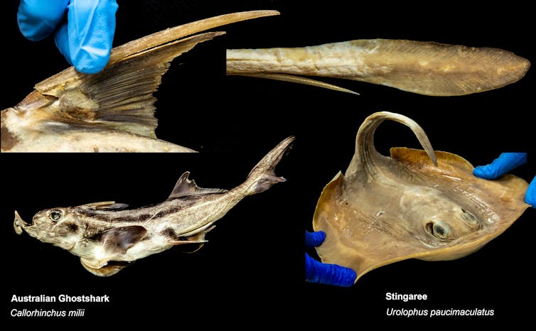 Dinner to die for: how fish use their spines to fend off hungry seals