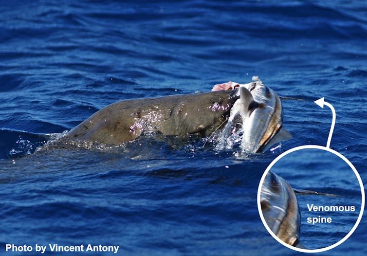 Dinner to die for: how fish use their spines to fend off hungry seals