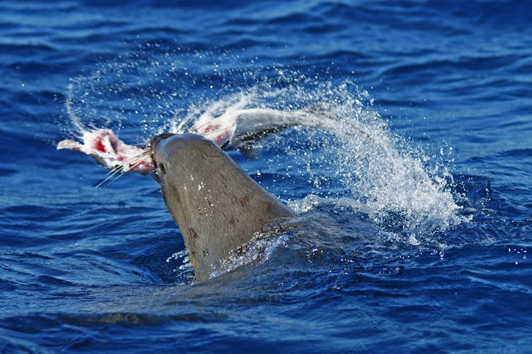 Dinner to die for: how fish use their spines to fend off hungry seals