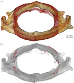 how fish use their spines to fend off hungry seals