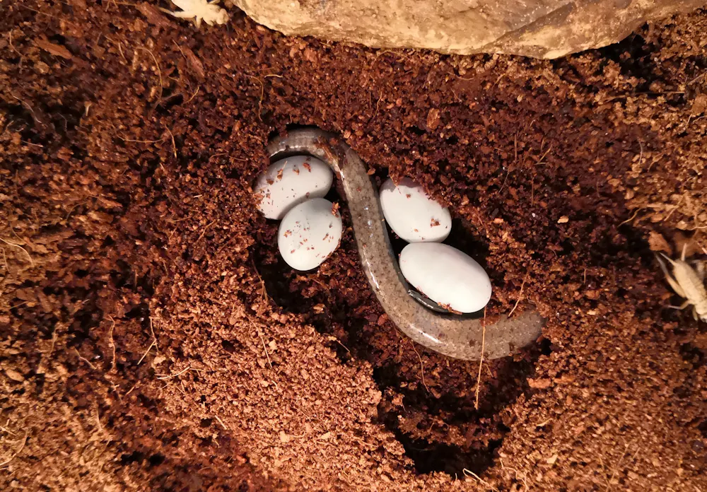 This lizard lays eggs and gives live birth. We think it's undergoing a ...