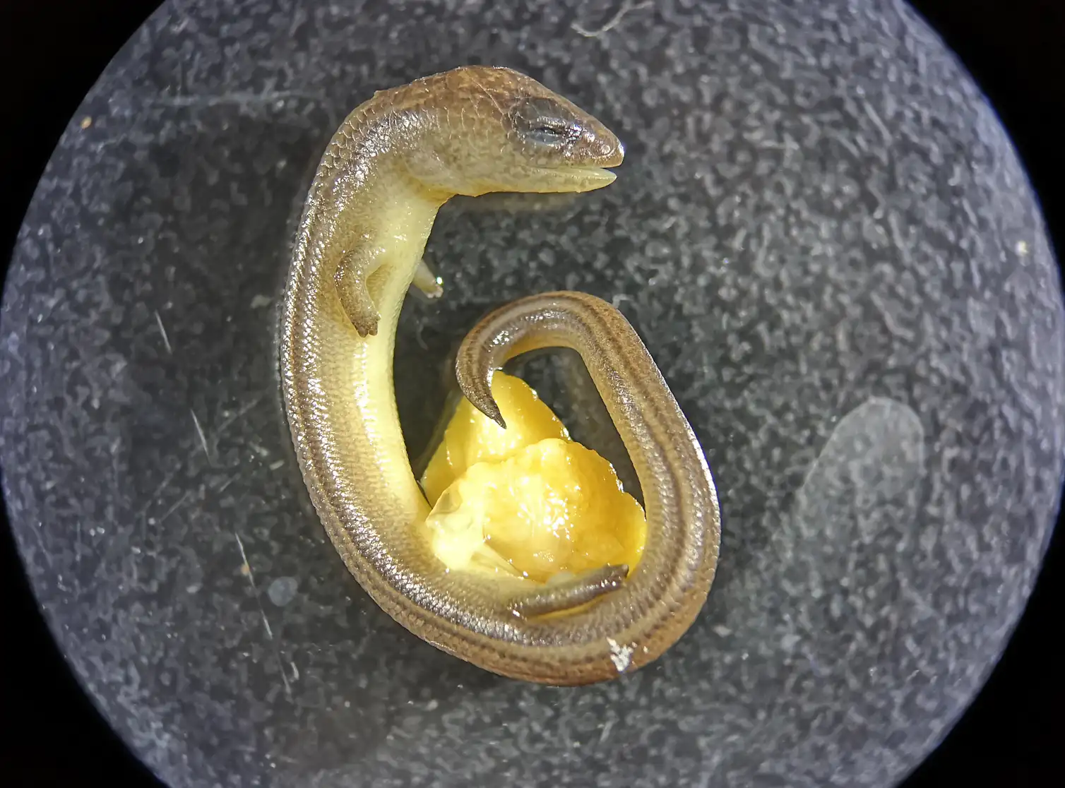 This lizard lays eggs and gives live birth. We think itâs undergoing a ...