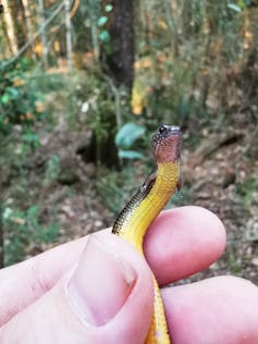 This lizard lays eggs and gives live birth. We think it's undergoing a major evolutionary transition