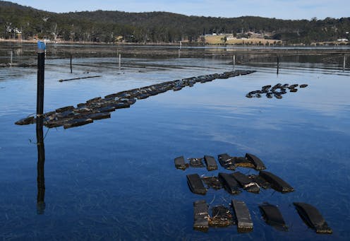 Ah shucks, how bushfires can harm and even kill our delicious oysters