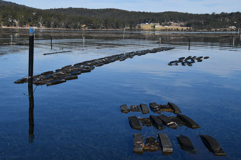 An oyster farm