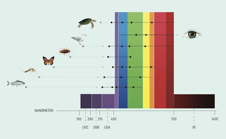 Turn off the porch light: 6 easy ways to stop light pollution from harming our wildlife