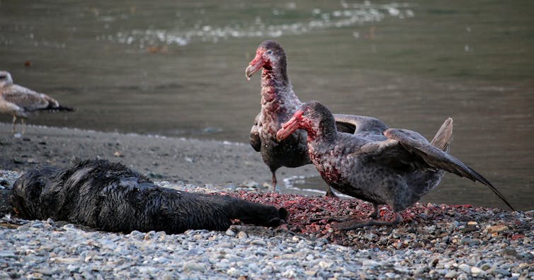 he Serengeti of the Southern Ocean: seal carcasses form a gruesome meal for different bird species in South Georgia, including these giant petrels
