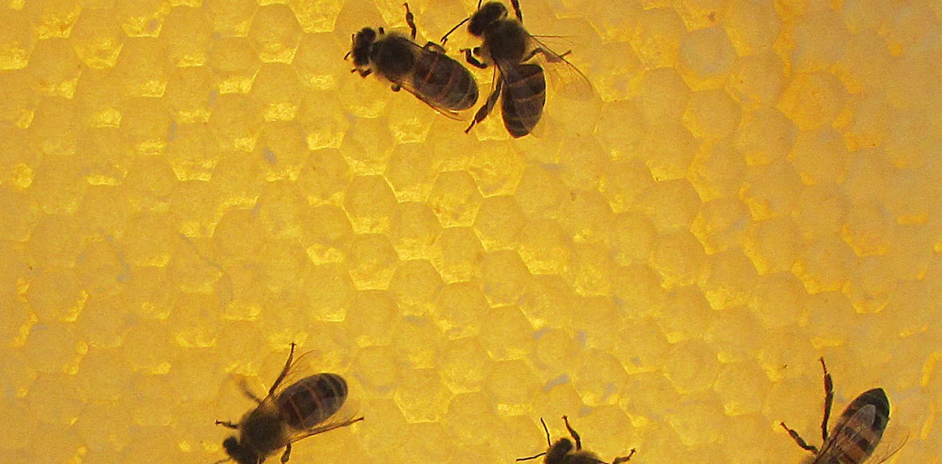 Lessons from Africa on how to build resilient bee colonies