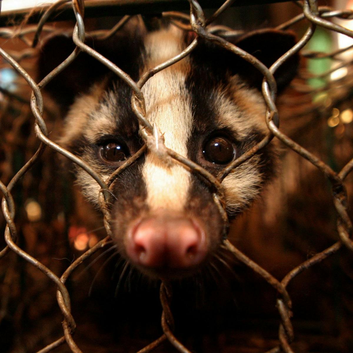 Coronavirus Has Finally Made Us Recognise The Illegal Wildlife