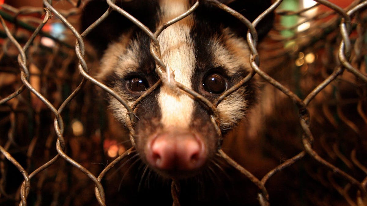 Coronavirus has finally made us recognise the illegal wildlife trade is a  public health issue