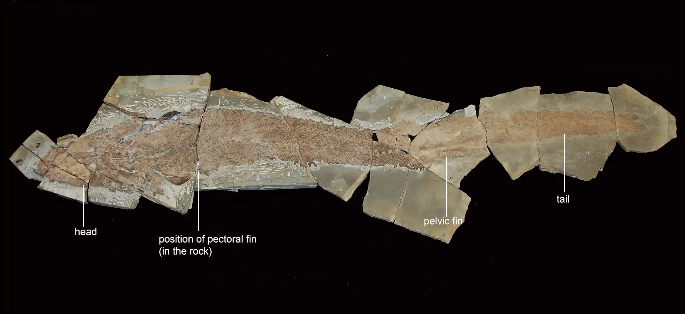 When fish gave us the finger: this ancient four-limbed fish reveals the ...