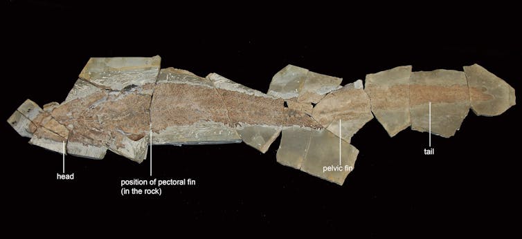 When fish gave us the finger: this ancient four-limbed fish reveals the origins of the human hand