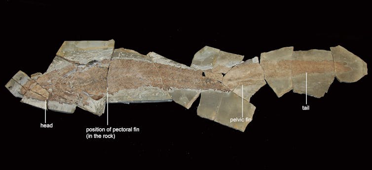 this ancient four-limbed fish reveals the origins of the human hand