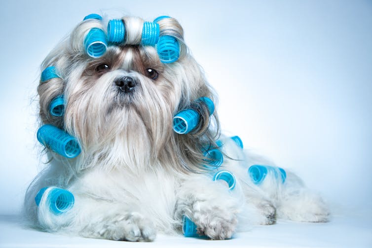 Why dogs don’t care for being groomed (and for the love of dog don’t snip their whiskers)