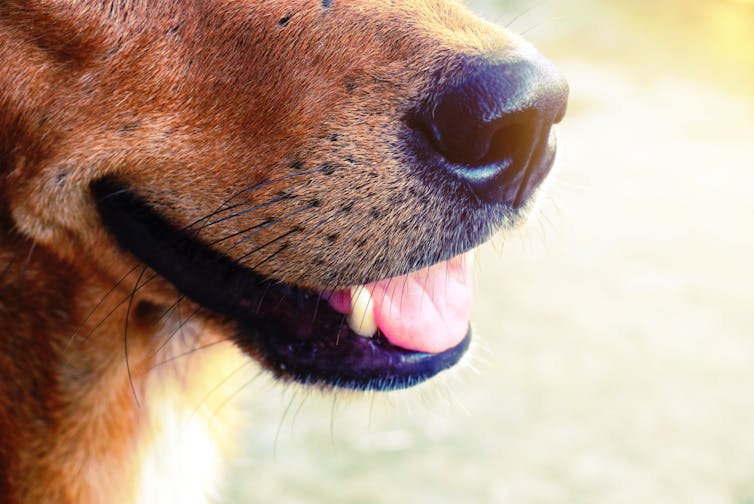 Why dogs don’t care for being groomed (and for the love of dog don’t snip their whiskers)