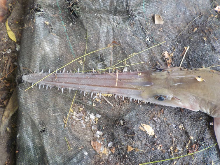 The serrated snout of a sixgill sawshark (Pliotrema annae).