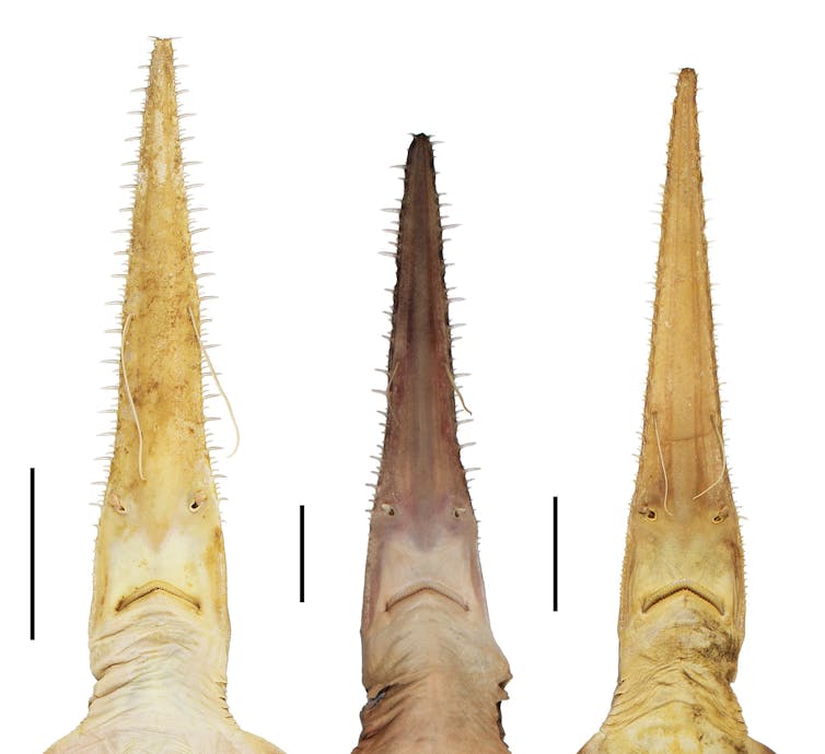 The three known species of sixgill sawshark. The two new species flank the original known species. From left to right: Pliotrema kajae, Pliotrema warreni (juvenile female) and Pliotrema annae (presumed adult female).