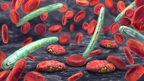 en el ciclo de vida del parásito de la malaria, los humanos son