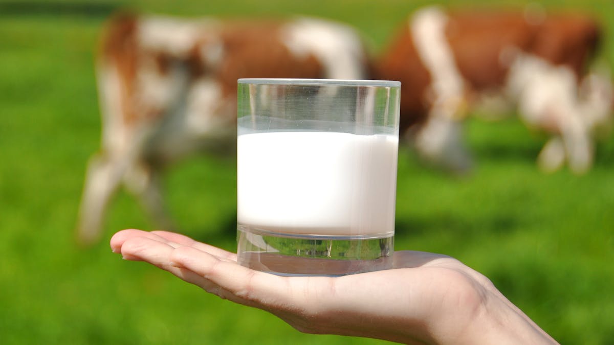 Es tan mala la leche de vaca como la pintan?