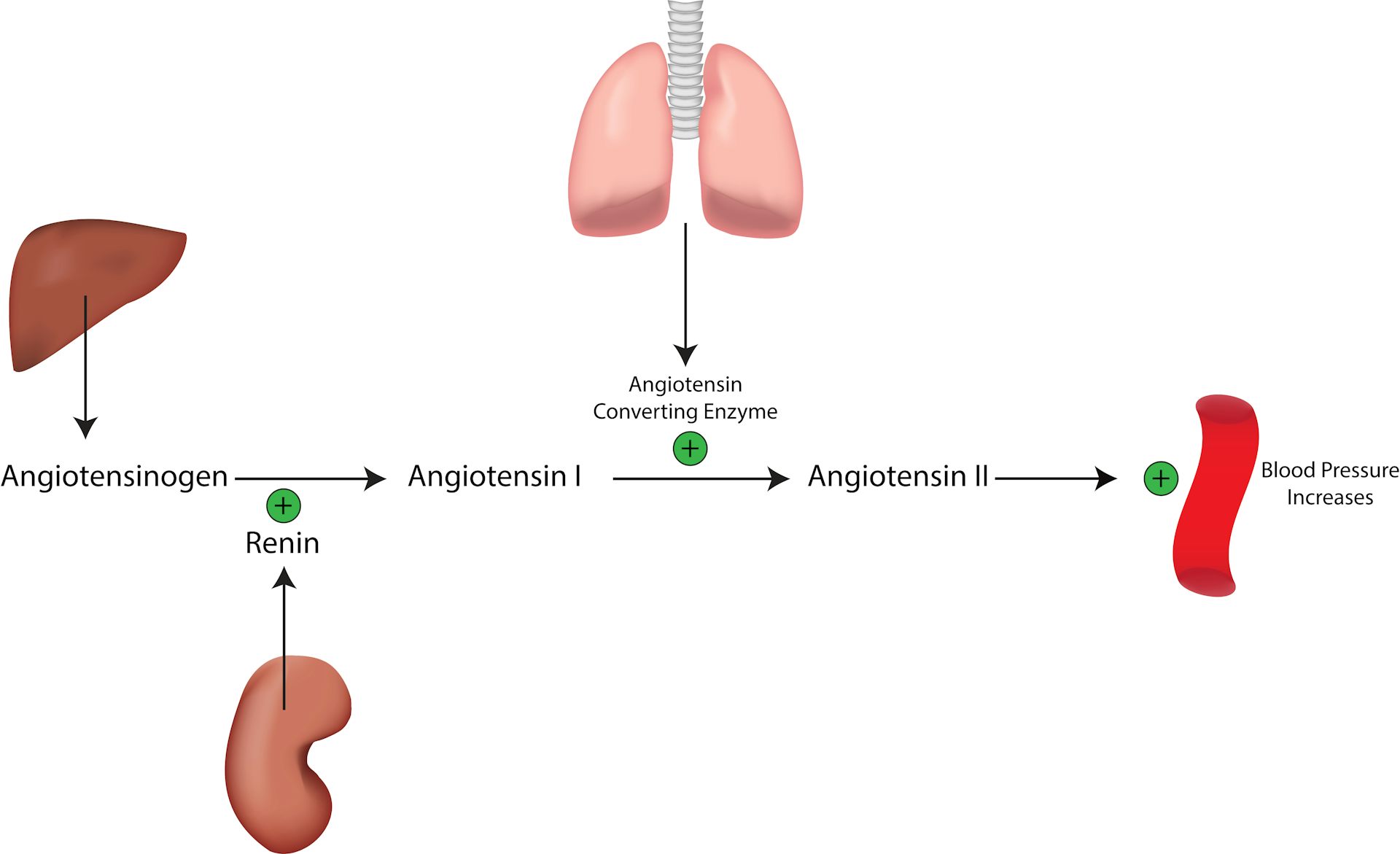 What We Know About ACE Inhibitors, High Blood Pressure And COVID-19