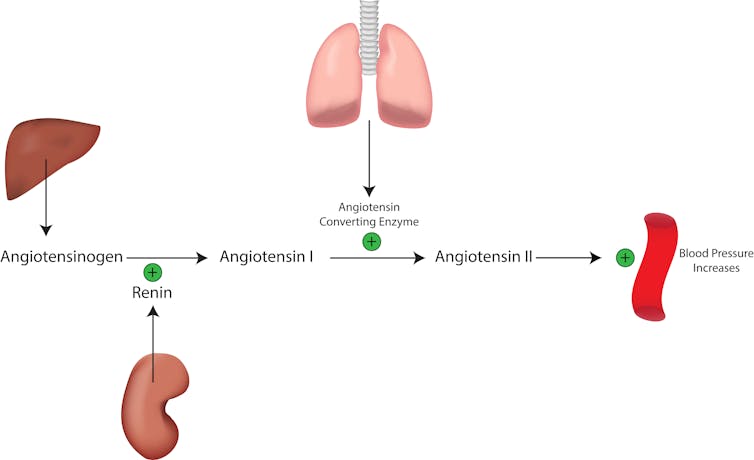 ace inhibitors for hypertension)