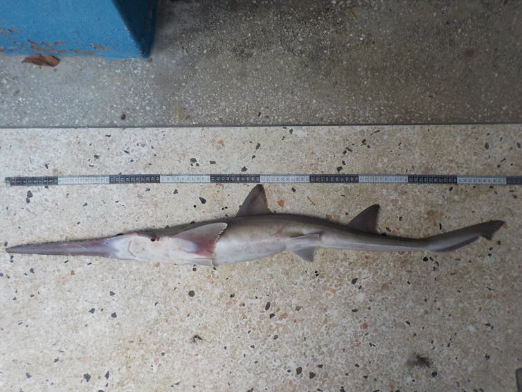 A sixgill sawshark (Pliotrema annae) turned on its side, showing gills and barbels.
