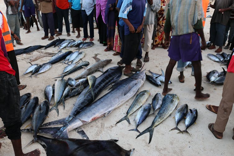 A selection of landed fish – including sharks, tuna and swordfish (Photo: Per Berggren/Author provided)