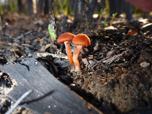 How fungi's knack for networking boosts ecological recovery after bushfires