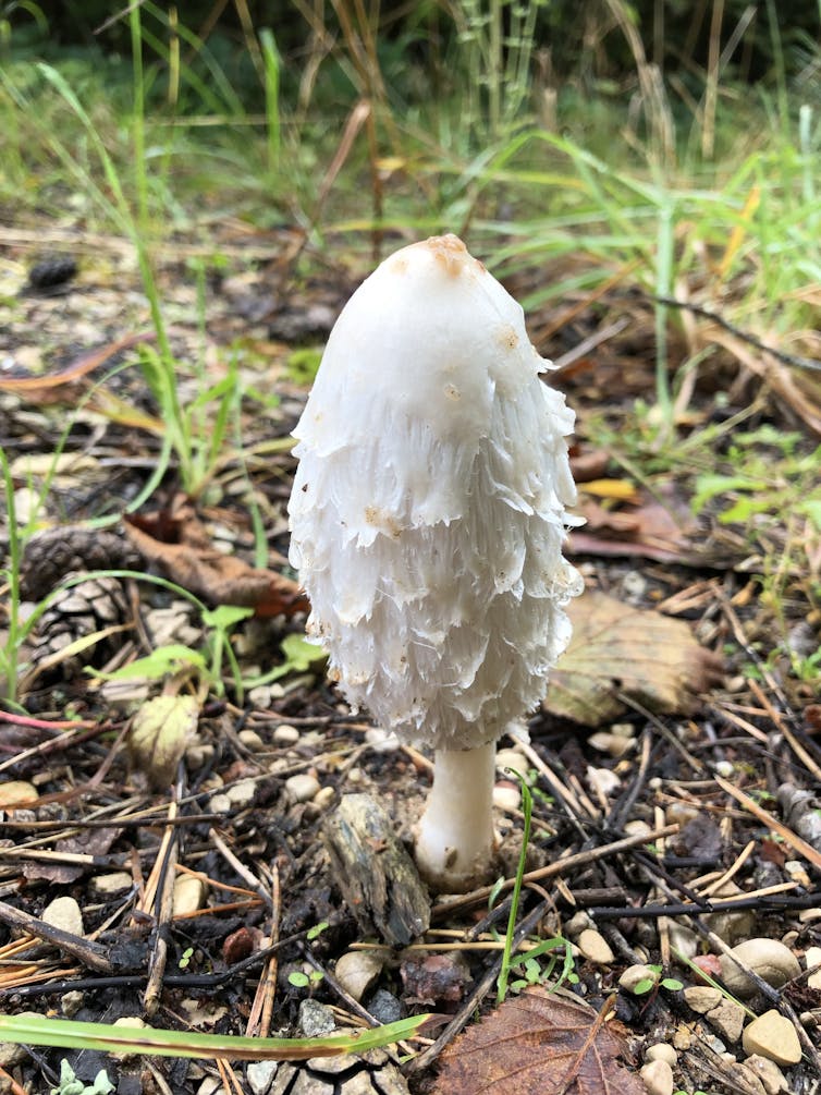 How fungi's knack for networking boosts ecological recovery after bushfires