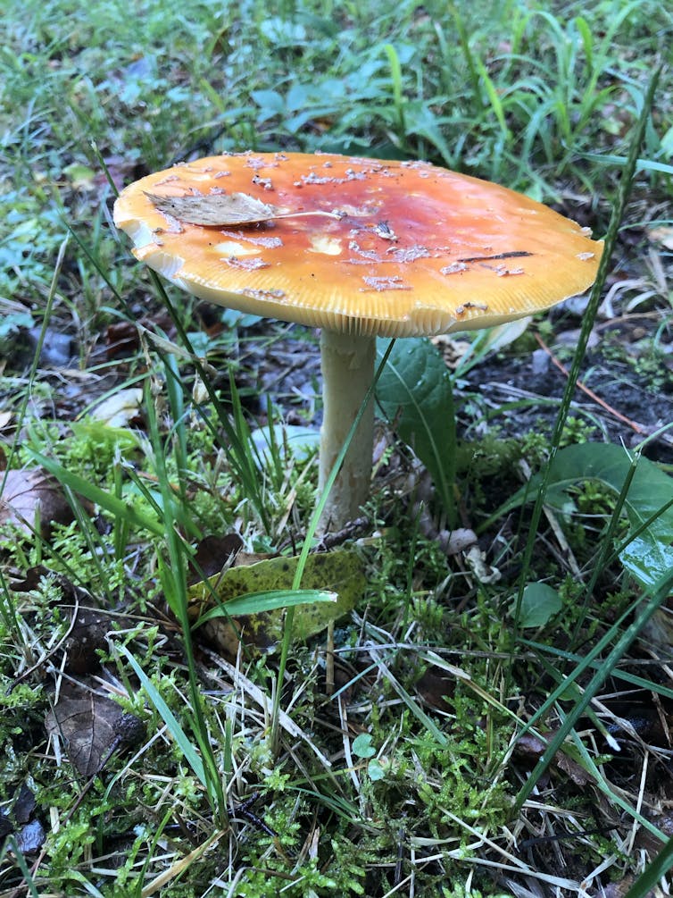 How fungi's knack for networking boosts ecological recovery after bushfires