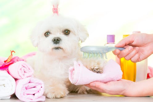 Why dogs don’t care for being groomed (and for the love of dog don’t snip their whiskers)